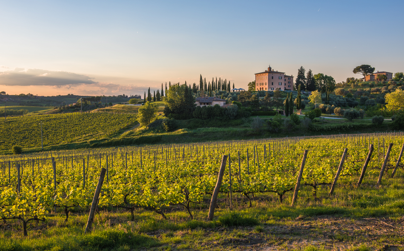 vineyards